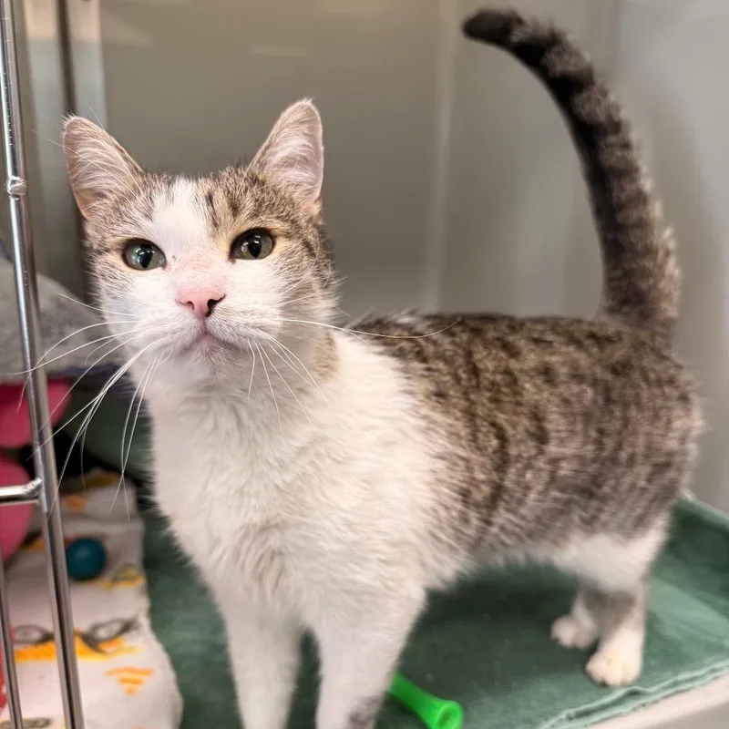 Sriracha thumbnail 6