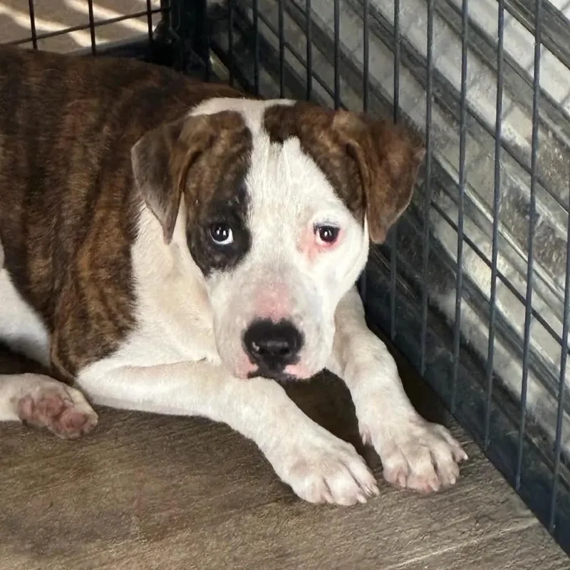 A baby medium-sized male Brindle Pit Bull Terrier dog named Nosferatu for adoption in East Saint Louis, IL