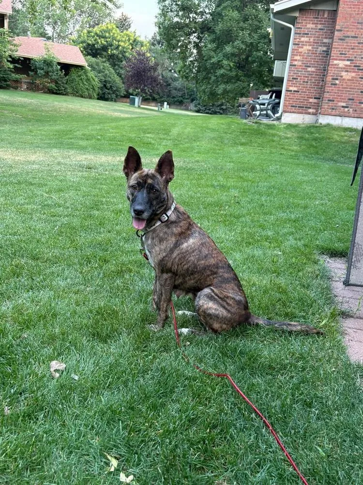 An adult medium-sized female Shepherd dog named Sage for adoption in Parker, CO
