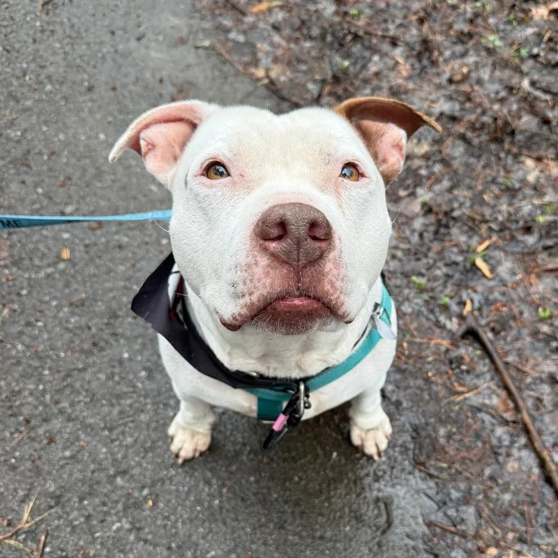A senior medium-sized male White / Cream Mixed Breed dog named Rico Suave for adoption in Fairport, NY