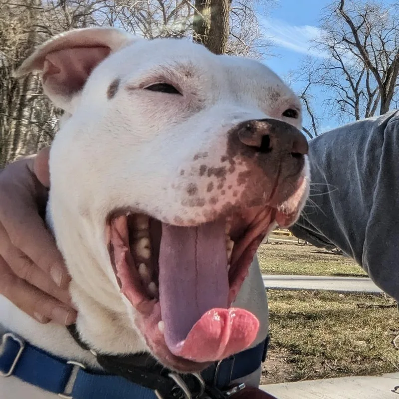 Rico Suave thumbnail 2