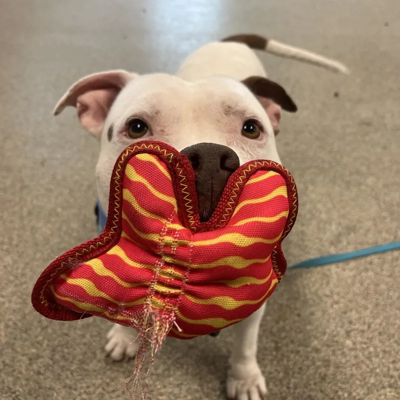 Rico Suave thumbnail 3