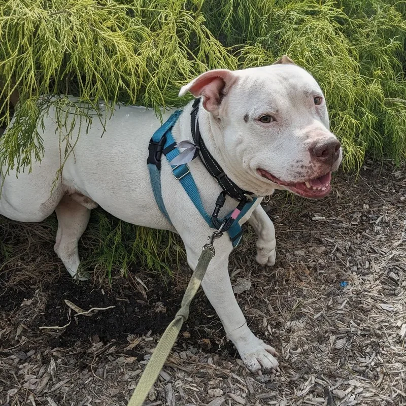 Rico Suave thumbnail 4