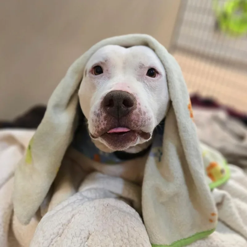 Rico Suave thumbnail 5