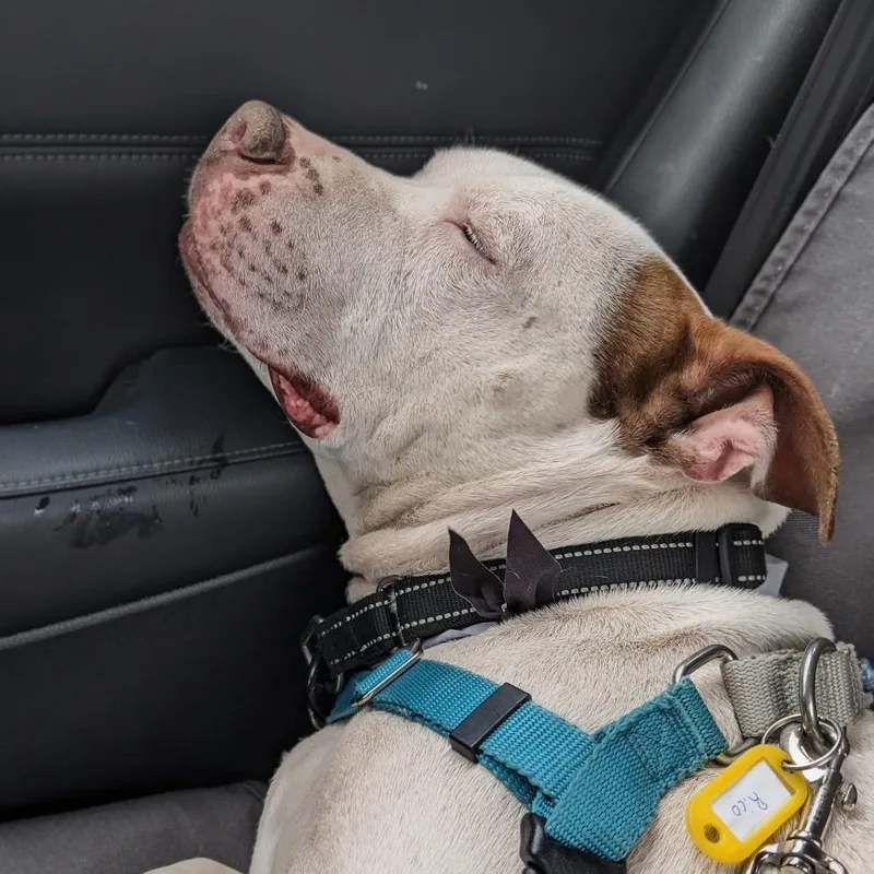 Rico Suave thumbnail 6