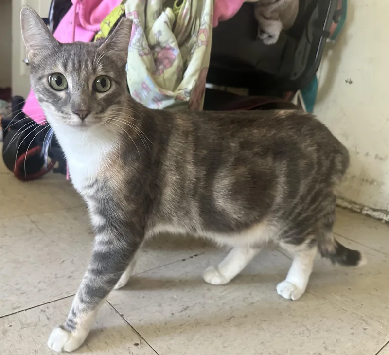 A young medium-sized female Dilute Calico Domestic Short Hair cat named Yarrow for adoption in Inglewood, CA