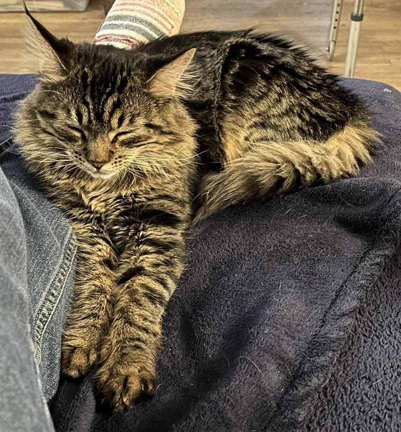 A young medium-sized female Domestic Long Hair cat named Scout for adoption in Albuquerque, NM