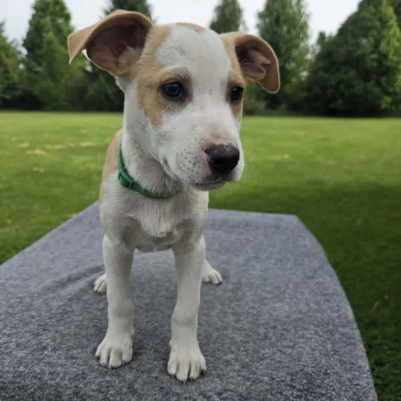 A baby medium-sized male Labrador Retriever dog named Yosemite for adoption in McHenry, IL