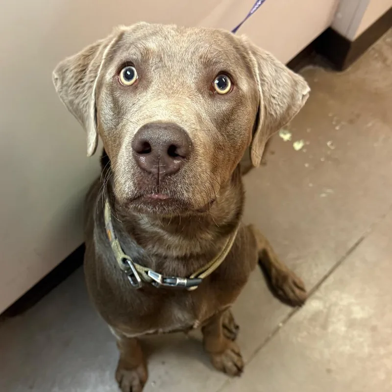 A young medium-sized male Gray / Blue / Silver Labrador Retriever dog named Shadow for adoption in Flagstaff, AZ