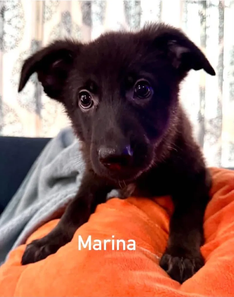 A baby medium-sized female Black German Shepherd Dog named Marina for adoption in Douglas, MA