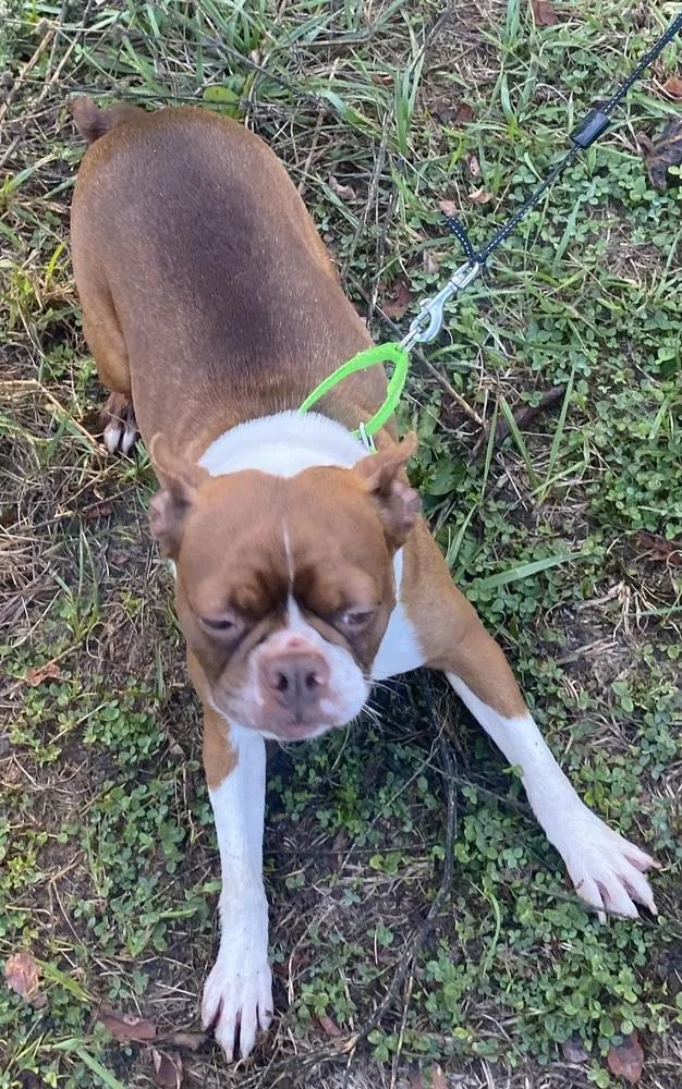 An adult small-sized female Boston Terrier dog named Ruby Dixon Ky for adoption in Maryville, TN