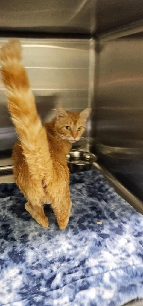 A young medium-sized male Domestic Short Hair cat named Zed for adoption in Athens, TN