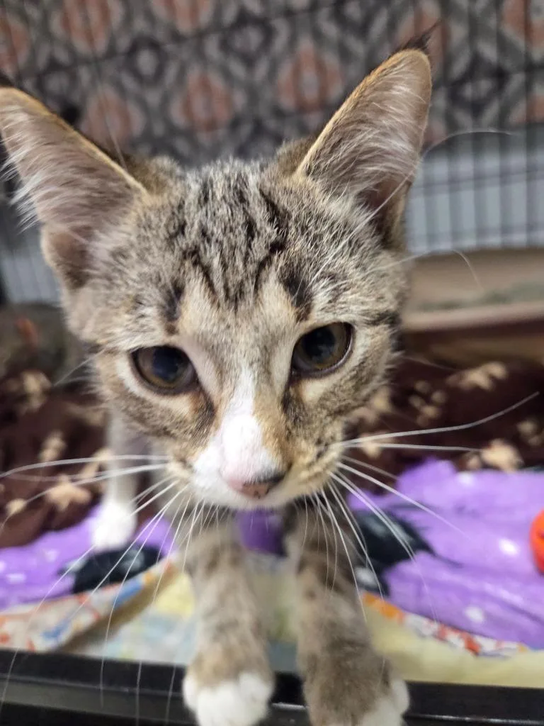 A baby small-sized male Domestic Short Hair cat named Squirt for adoption in Muskegon, MI