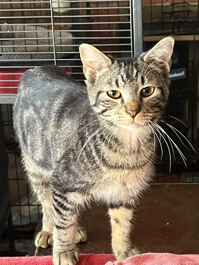 A baby small-sized female Tabby (Brown / Chocolate) Tabby cat named Ella Bella for adoption in Gorham, ME