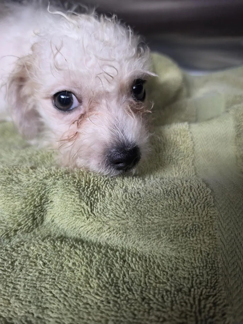 A baby small-sized male Shih Tzu dog named Hamilton for adoption in San Antonio, TX