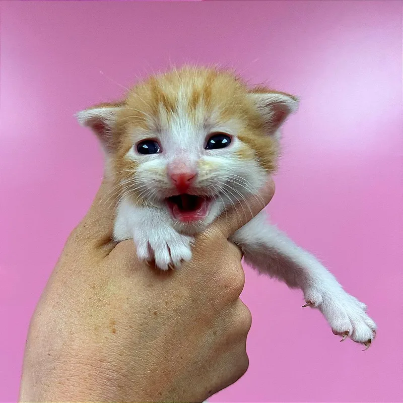 A baby small-sized male Orange / Red Domestic Short Hair cat named Ginger for adoption in Hannibal, MO