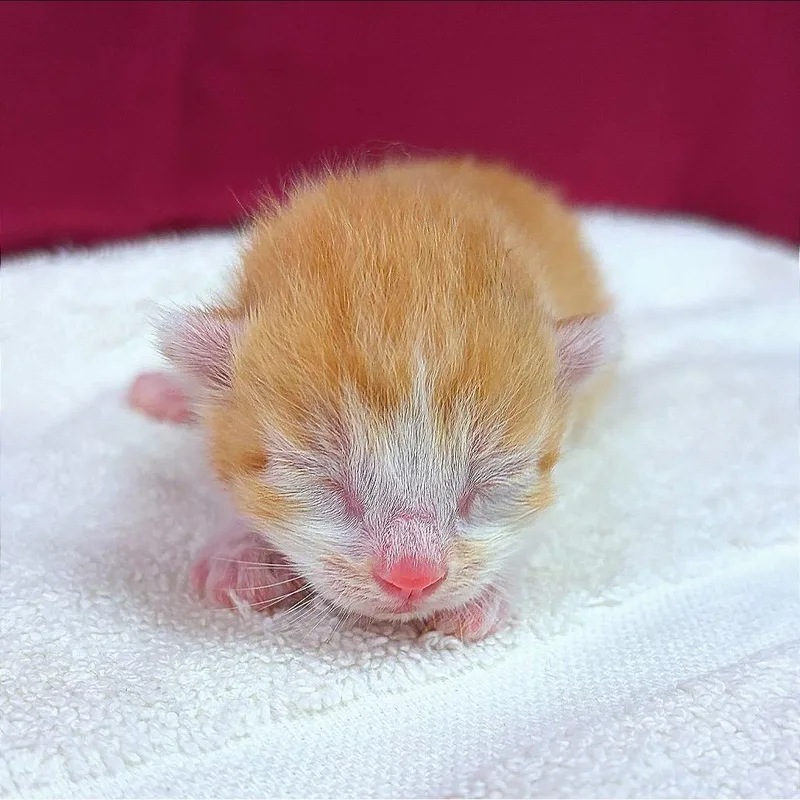 Ginger thumbnail 2