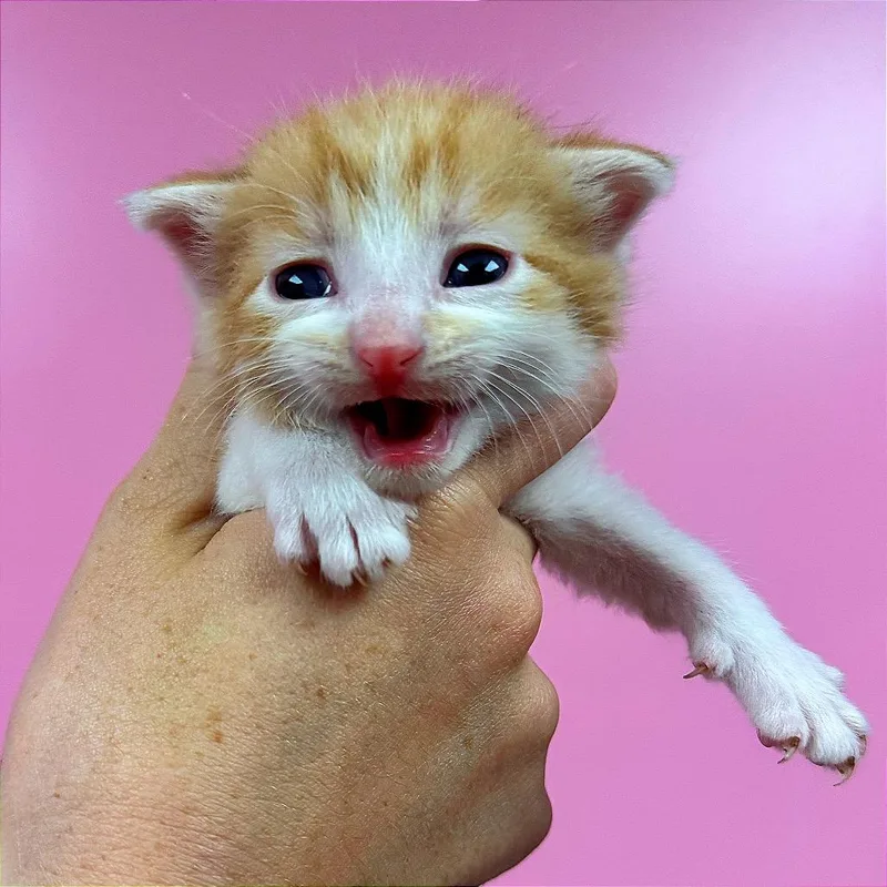 Ginger thumbnail 3