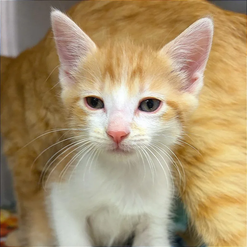 Ginger thumbnail 4