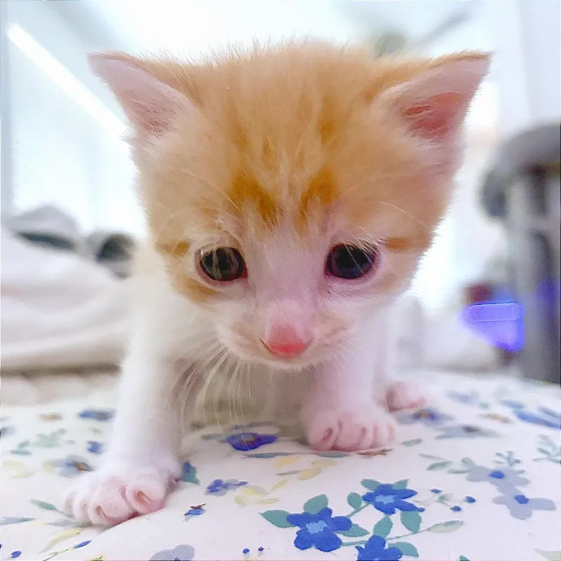 Ginger thumbnail 5