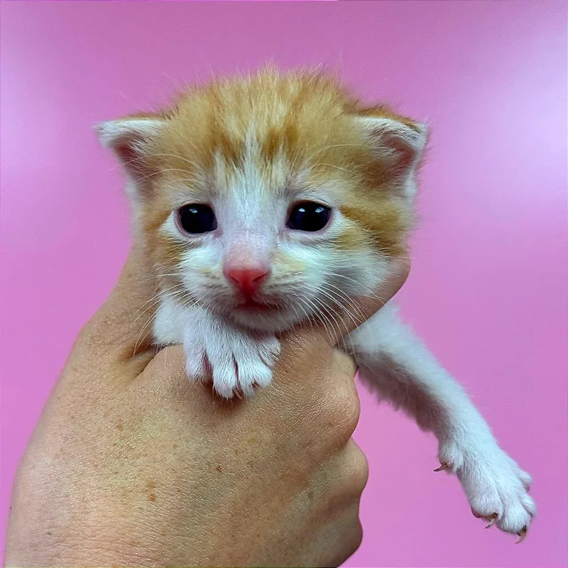 Ginger thumbnail 6