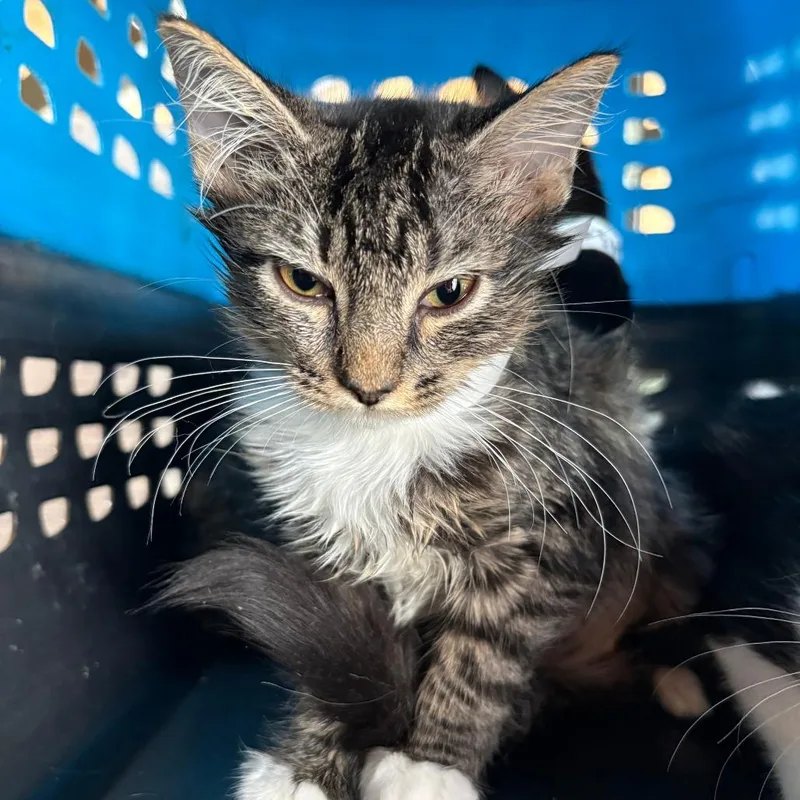 A baby small-sized female Domestic Medium Hair cat named Winnie for adoption in Leander, TX