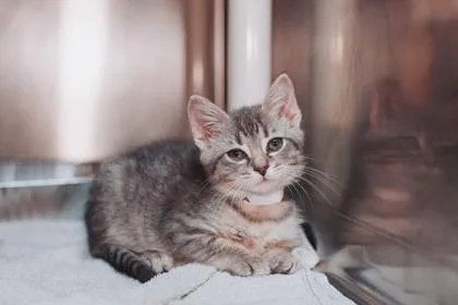 A young small-sized male Domestic Short Hair cat named a Maximillion for adoption in North Charleston, SC