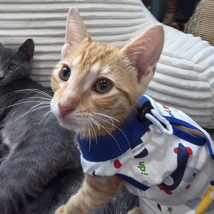 A baby small-sized male Domestic Short Hair cat named Durango for adoption in Chicago, IL