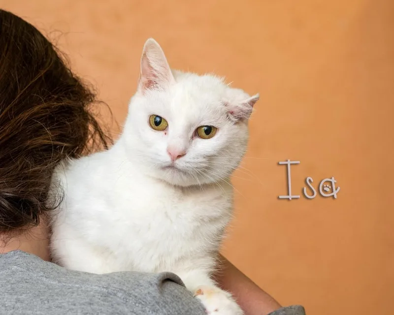 A young medium-sized female White Domestic Short Hair cat named Isa for adoption in Somerset, PA