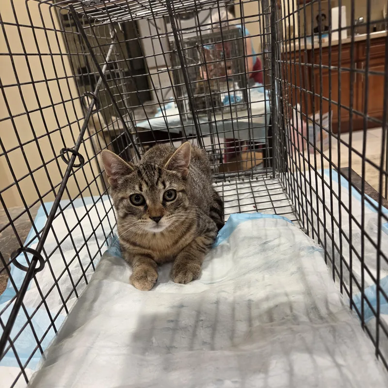 A baby medium-sized female Gray / Blue / Silver American Shorthair cat named Lori for adoption in Brooklyn, NY