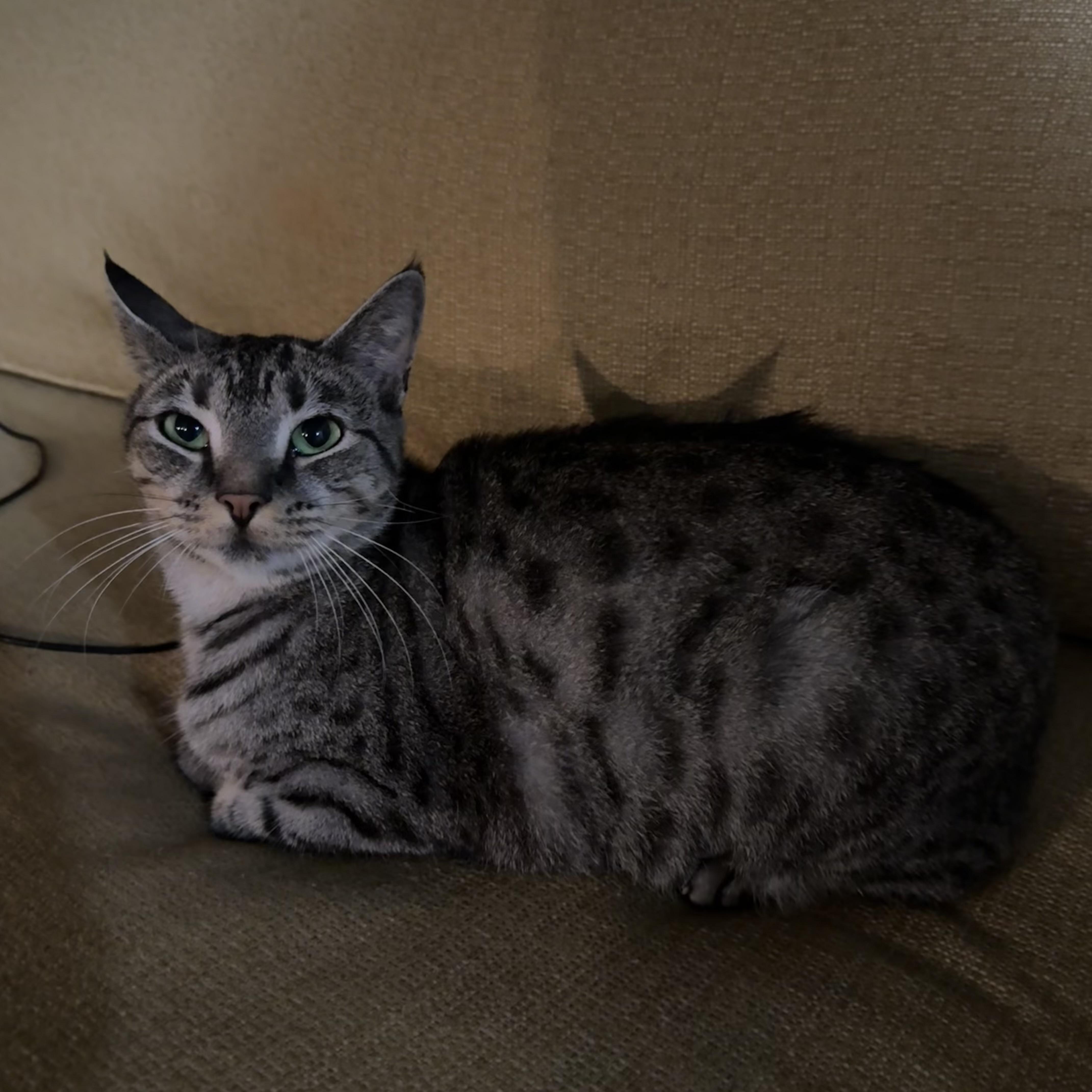 A young small-sized female Domestic Short Hair cat named Naan for adoption in Bentonville, AR