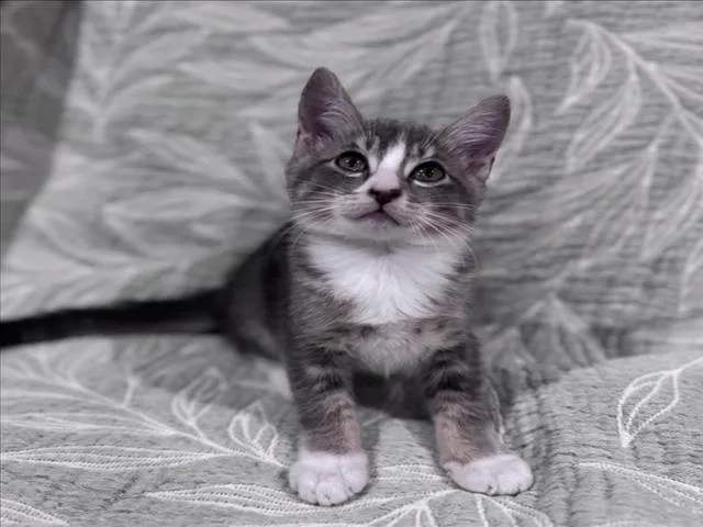 A baby small-sized male Gray / Blue / Silver Domestic Medium Hair cat named Tobey for adoption in Woodland, CA