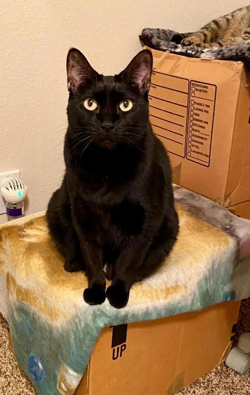 Pheebee