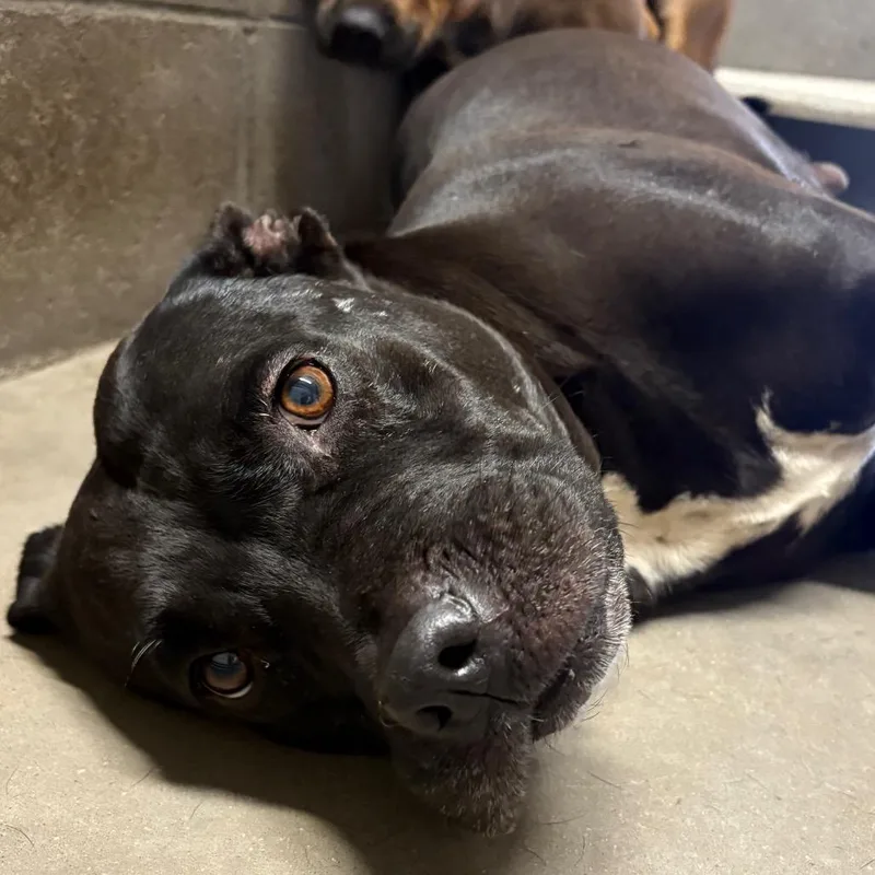 An adult medium-sized female Pit Bull Terrier dog named Quarter for adoption in Yuma, AZ
