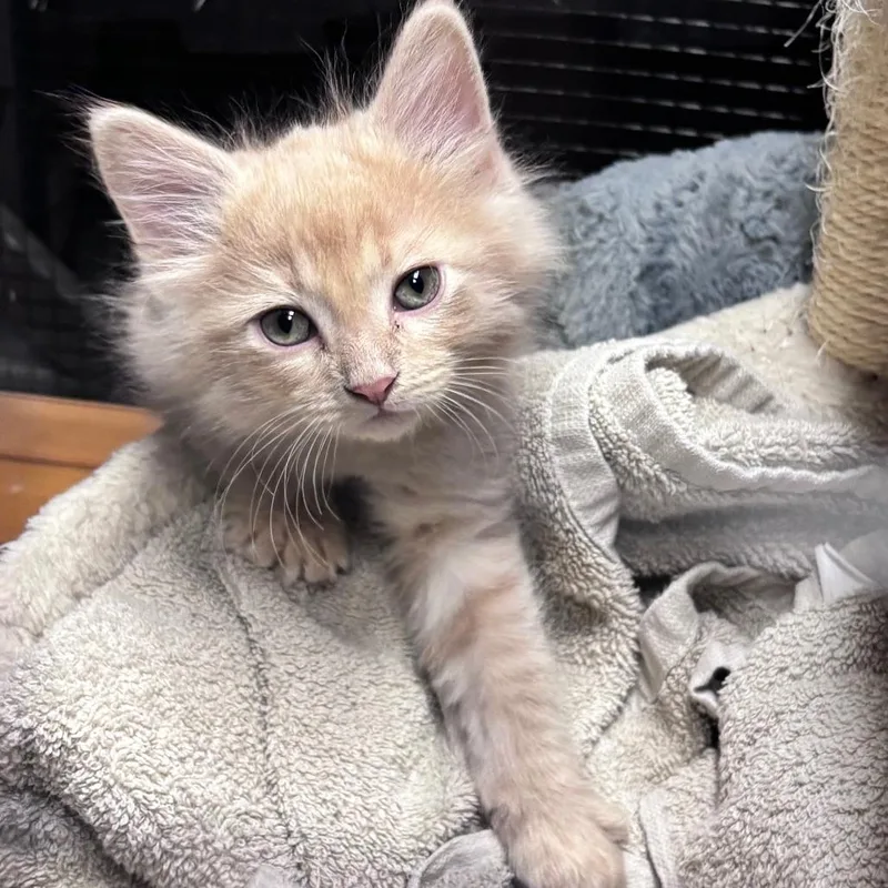 A baby small-sized male Orange / Red Domestic Medium Hair cat named Hakuna C for adoption in Princeton, MN