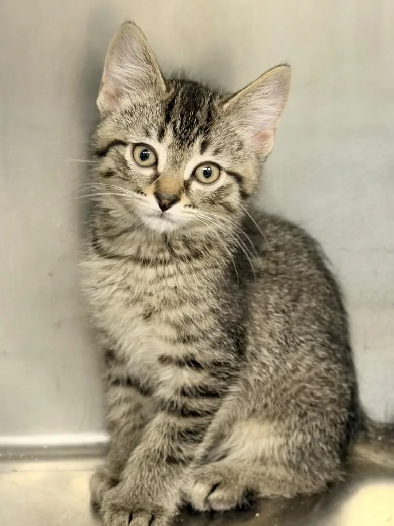A baby medium-sized male Domestic Short Hair cat named Bradley for adoption in Menomonie, WI