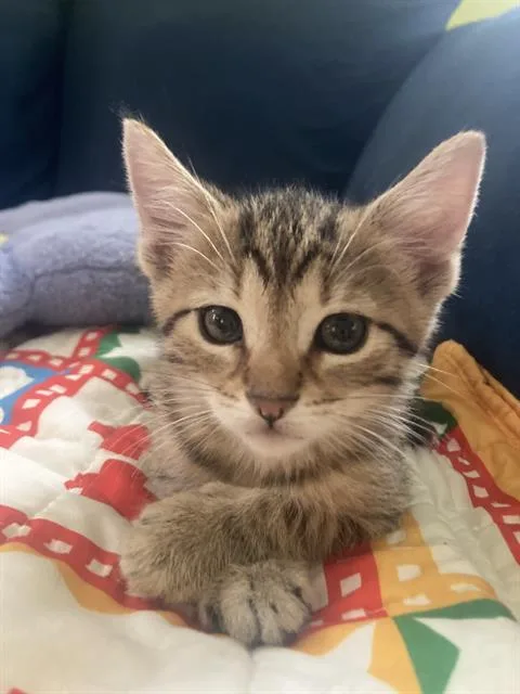 A baby small-sized male Domestic Short Hair cat named Mantis for adoption in Aliquippa, PA