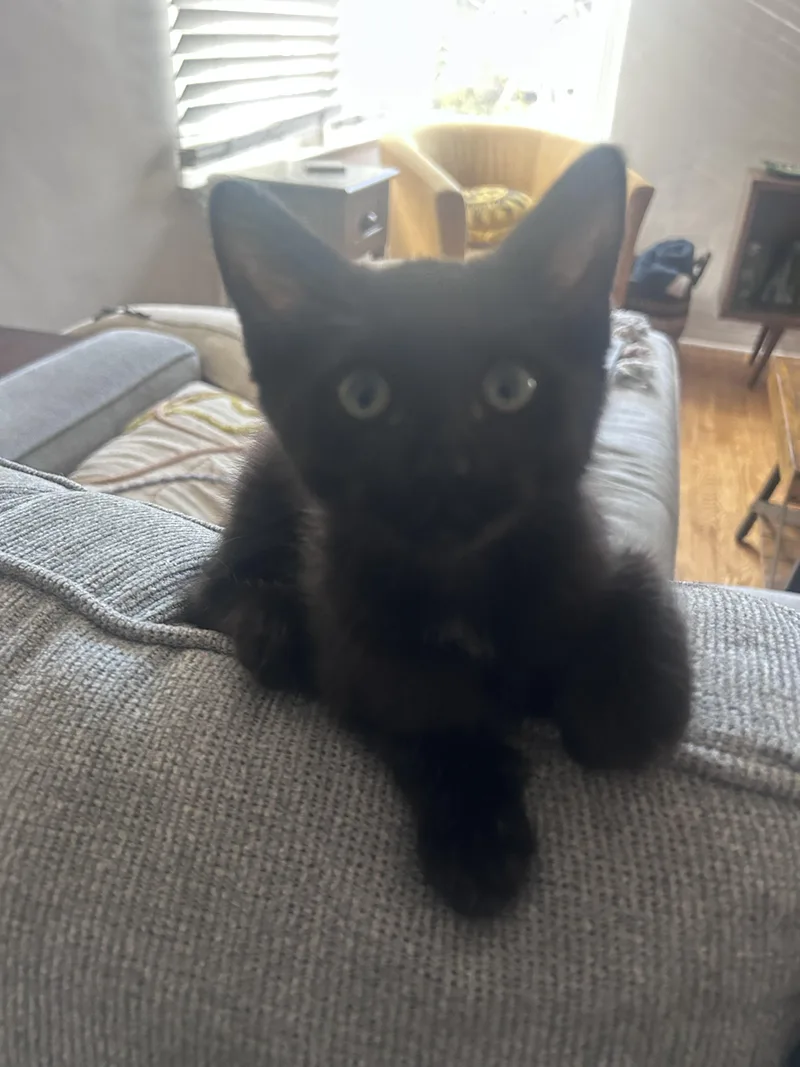 A baby small-sized female Black Domestic Short Hair cat named Winnie for adoption in Burbank, CA