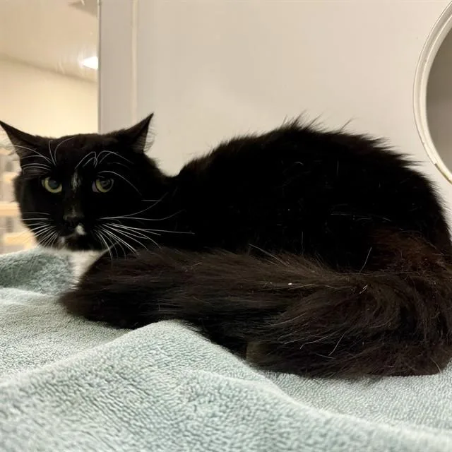 An adult medium-sized male Domestic Short Hair cat named Rocky for adoption in Riverside, CA