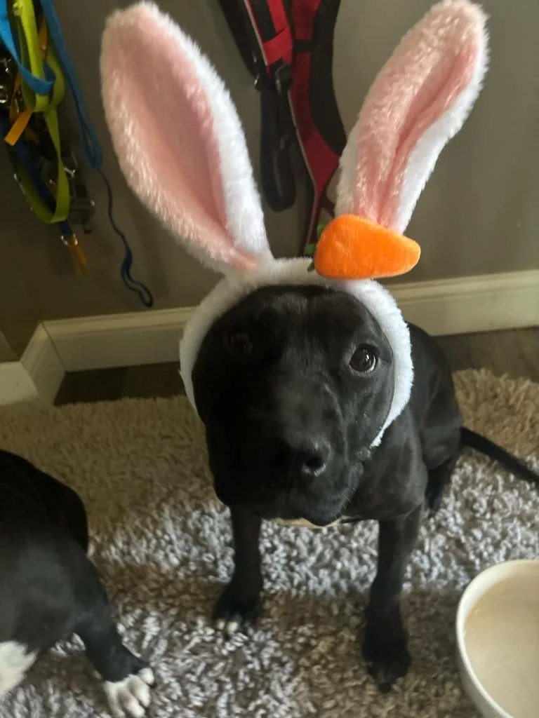 An adult medium-sized female Mixed Breed dog named Popoca for adoption in Detroit, MI