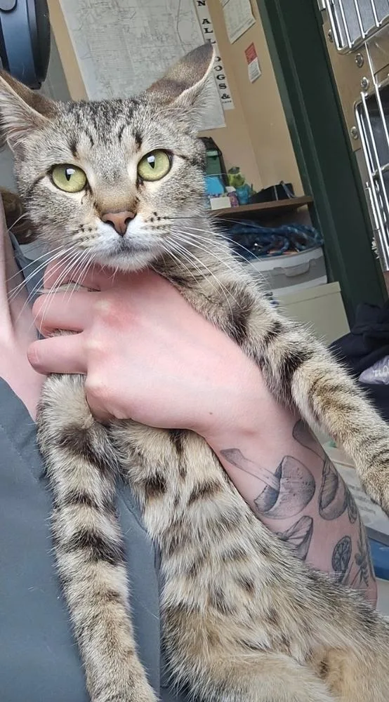 A young medium-sized female Tabby (Brown / Chocolate) Domestic Short Hair cat named Lizzie for adoption in Metamora, IL