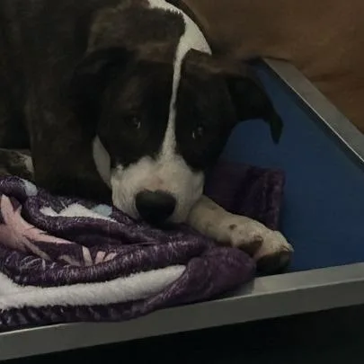 A baby medium-sized female Brown / Chocolate Mixed Breed dog named Feather for adoption in Auburn, AL