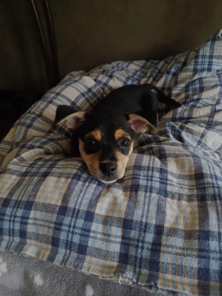 A baby small-sized male Tricolor (Brown, Black, & White) Chihuahua dog named Moose for adoption in Shingle Springs, CA