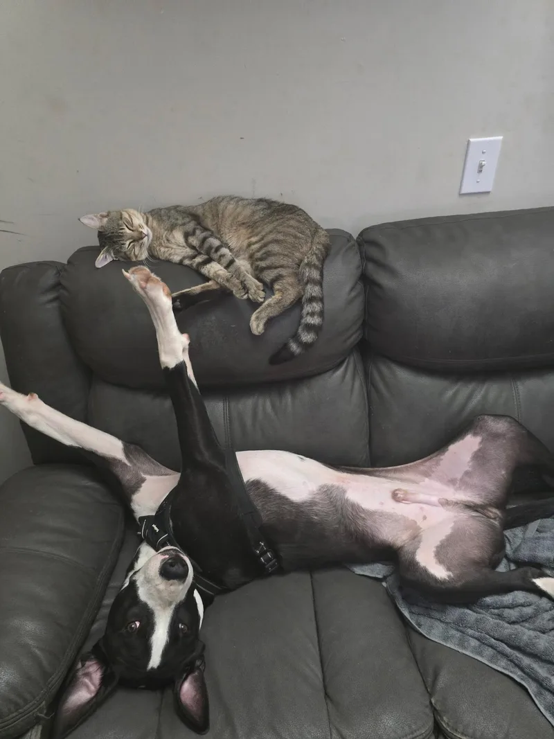 Snoopy thumbnail 4