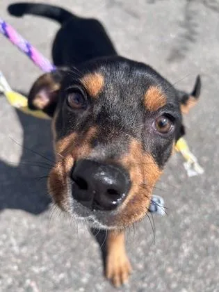 Shamrock thumbnail 2