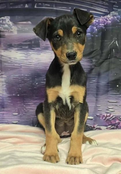 Shamrock thumbnail 3