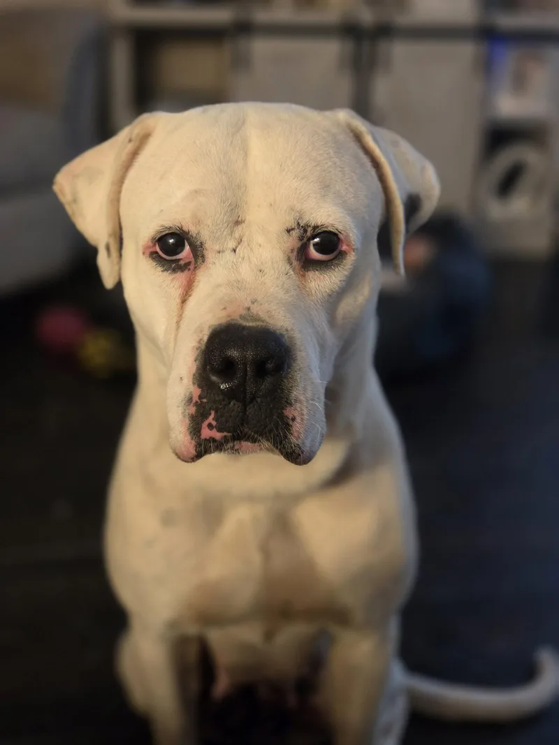An adult large-sized female American Bulldog dog named Soyana for adoption in Newport, KY