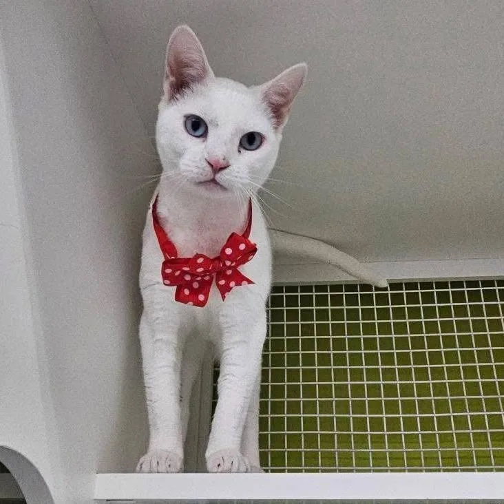 A young small-sized female White Domestic Short Hair cat named IvyYin for adoption in Pasadena , MD