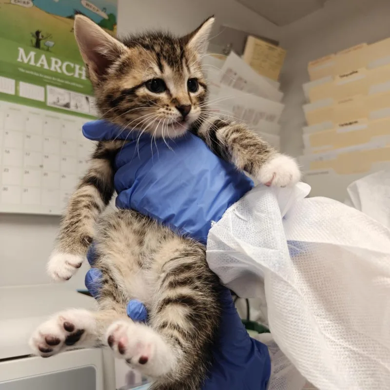 A baby small-sized male White Domestic Short Hair cat named Wax Bean for adoption in New York, NY