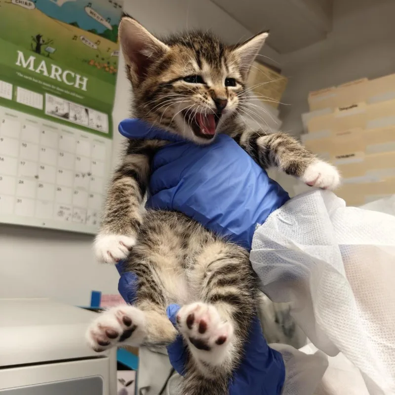 Wax Bean thumbnail 2